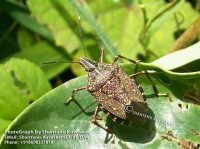 /album/colourful-insects/insect-22-photograph-by-shantanu-kuveskar-jpg/